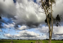 CBA：广厦力克上海 布朗成“关键先生”中国新闻网.